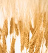 Venta de maiz, trigo, porotos, lentejas, garbanzos, soja, soya, girasol, cebada, arroz y todo tipo de cereales y granos argentinos